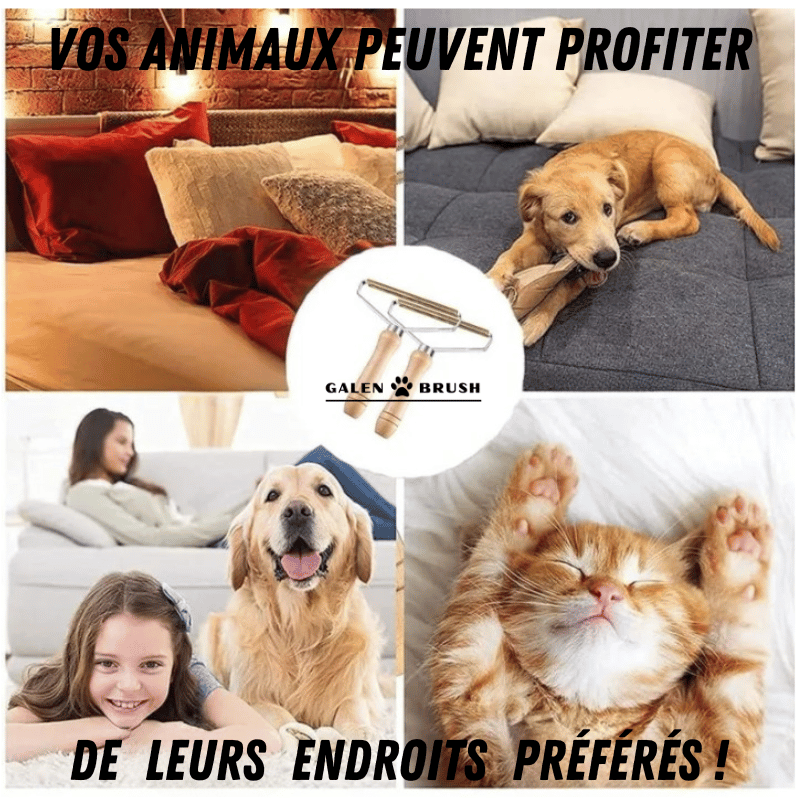 Rasoir poils animaux